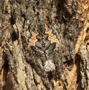 Hortophora sp. (genus) at Googong, NSW - 6 Mar 2017 12:01 PM