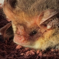 Nyctophilus geoffroyi (Lesser Long-eared Bat) at Googong, NSW - 6 Mar 2017 by Wandiyali