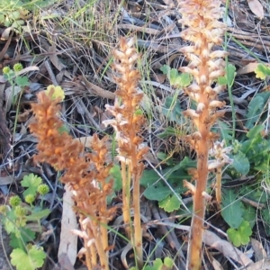 Orobanche minor at Hughes, ACT - 28 Aug 2014