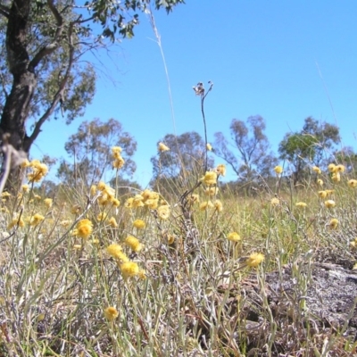 Chrysocephalum apiculatum (Common Everlasting) at Kambah, ACT - 31 Dec 2013 by MatthewFrawley