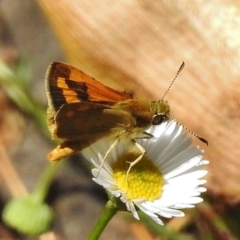 Ocybadistes walkeri at Wanniassa, ACT - 6 Mar 2017