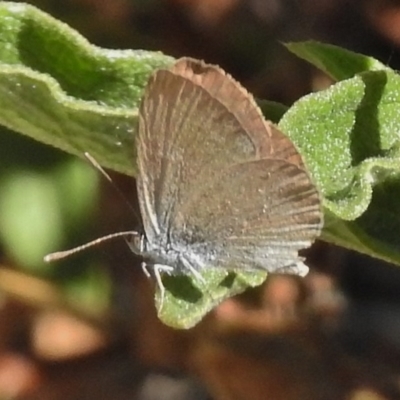 Zizina otis (Common Grass-Blue) at Wanniassa, ACT - 6 Mar 2017 by JohnBundock