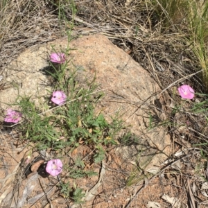 Convolvulus angustissimus subsp. angustissimus at Garran, ACT - 24 Oct 2015