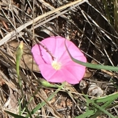 Convolvulus angustissimus subsp. angustissimus at Garran, ACT - 24 Oct 2015