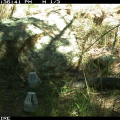 Varanus rosenbergi at Wallaroo, NSW - 2 Oct 2015