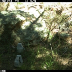 Varanus rosenbergi at Wallaroo, NSW - 2 Oct 2015