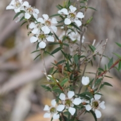 Leptospermum sp. (Tea Tree) at Garran, ACT - 17 Jun 2016 by ruthkerruish