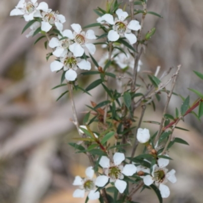 Leptospermum sp. (Tea Tree) at Garran, ACT - 17 Jun 2016 by ruthkerruish