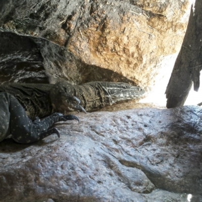 Varanus rosenbergi (Heath or Rosenberg's Monitor) at Mullion, NSW - 28 Oct 2015 by MichaelMulvaney