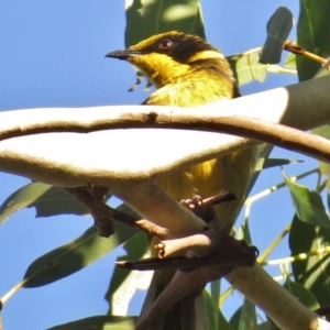 Lichenostomus melanops at Gigerline Nature Reserve - 31 Mar 2015 02:29 PM