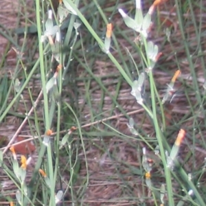 Chondrilla juncea at Garran, ACT - 31 Jan 2016