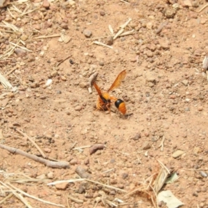 Delta bicinctum at Hackett, ACT - 23 Jan 2017 12:00 AM