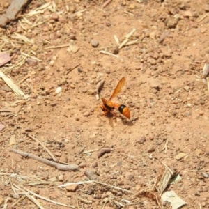 Delta bicinctum at Hackett, ACT - 23 Jan 2017