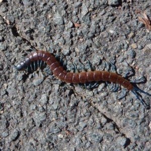 Scolopendra laeta at Belconnen, ACT - 6 Mar 2017 03:59 PM