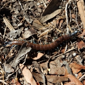 Scolopendra laeta at Belconnen, ACT - 6 Mar 2017 03:59 PM