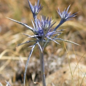 Eryngium ovinum at Hughes, ACT - 26 Aug 2013 12:00 AM