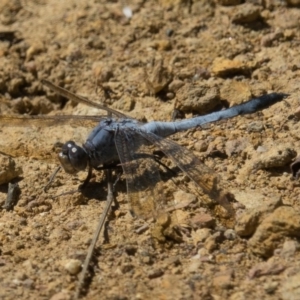 Orthetrum caledonicum at Goorooyarroo NR (ACT) - 6 Mar 2017