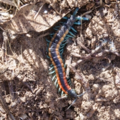 Scolopendra laeta (Giant Centipede) at Goorooyarroo NR (ACT) - 6 Mar 2017 by CedricBear
