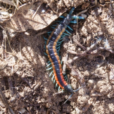 Scolopendra laeta (Giant Centipede) at Goorooyarroo NR (ACT) - 6 Mar 2017 by CedricBear
