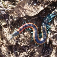 Scolopendra laeta at Goorooyarroo NR (ACT) - 6 Mar 2017