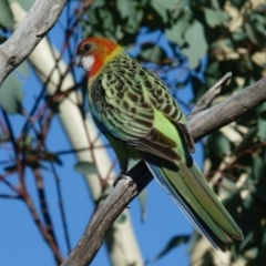 Platycercus eximius (Eastern Rosella) at Goorooyarroo NR (ACT) - 6 Mar 2017 by CedricBear