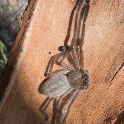 Delena cancerides (Social huntsman spider) at Goorooyarroo NR (ACT) - 5 Mar 2017 by CedricBear