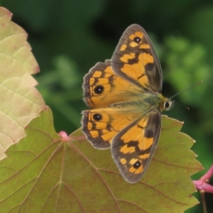 Heteronympha penelope at Red Hill, ACT - 5 Mar 1977