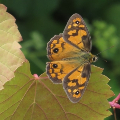 Heteronympha penelope (Shouldered Brown) at Red Hill, ACT - 4 Mar 1977 by RobParnell