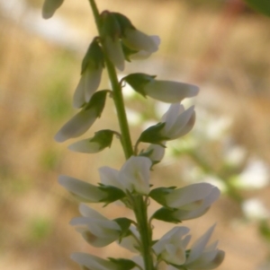 Melilotus albus at Campbell, ACT - 19 Feb 2017