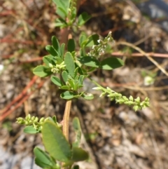 Melilotus albus at Campbell, ACT - 19 Feb 2017