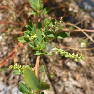 Melilotus albus at Campbell, ACT - 19 Feb 2017