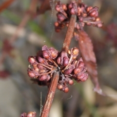 Rumex conglomeratus (Clustered Dock) at Parkes, ACT - 26 Feb 2017 by JanetRussell