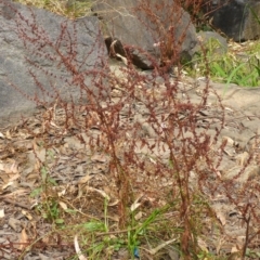 Rumex conglomeratus at Parkes, ACT - 26 Feb 2017