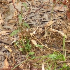 Rumex conglomeratus at Parkes, ACT - 26 Feb 2017