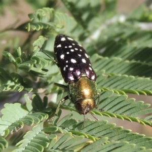 Diphucrania leucosticta at Paddys River, ACT - 26 Feb 2017