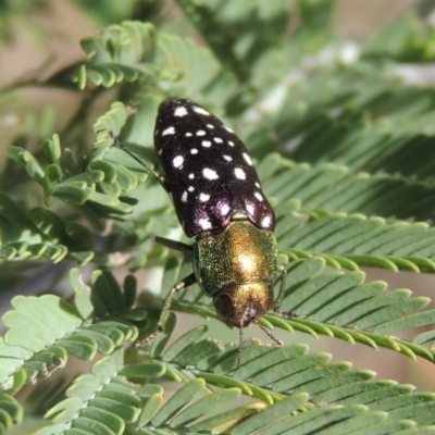 Diphucrania leucosticta (White-flecked acacia jewel beetle) at Paddys River, ACT - 26 Feb 2017 by michaelb