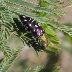 Diphucrania leucosticta at Paddys River, ACT - 26 Feb 2017