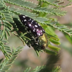 Diphucrania leucosticta at Paddys River, ACT - 26 Feb 2017