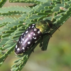 Diphucrania leucosticta at Paddys River, ACT - 26 Feb 2017