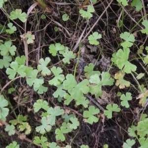 Hydrocotyle tripartita at Gordon, ACT - 2 Mar 2017 06:17 PM