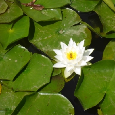 Nymphaea sp. (Waterlily) at Mount Ainslie to Black Mountain - 19 Feb 2017 by JanetRussell