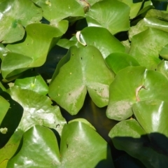 Nymphaea sp. at Canberra, ACT - 19 Feb 2017