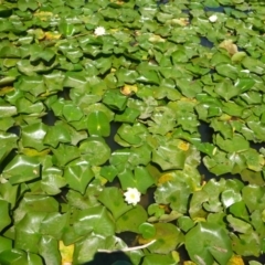 Nymphaea sp. at Canberra, ACT - 19 Feb 2017