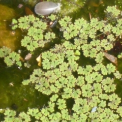 Azolla rubra (Red Water Fern) at Parkes, ACT - 20 Feb 2017 by JanetRussell