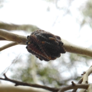 Perga sp. (genus) at Isaacs Ridge - 4 Mar 2017