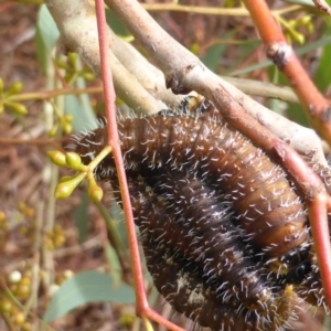 Perga sp. (genus) at Isaacs Ridge - 4 Mar 2017