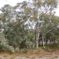 Eucalyptus mannifera (Brittle Gum) at Jerrabomberra, ACT - 4 Mar 2017 by Mike