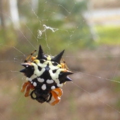 Austracantha minax (Christmas Spider, Jewel Spider) at Isaacs Ridge - 4 Mar 2017 by Mike