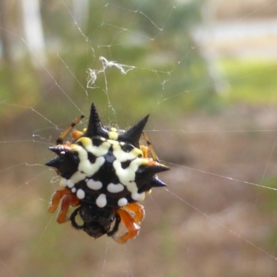 Austracantha minax (Christmas Spider, Jewel Spider) at Jerrabomberra, ACT - 4 Mar 2017 by Mike