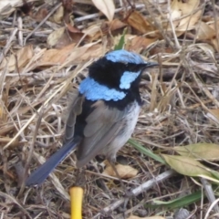 Malurus cyaneus (Superb Fairywren) at Isaacs, ACT - 4 Mar 2017 by Mike